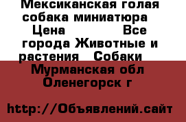 Мексиканская голая собака миниатюра › Цена ­ 53 000 - Все города Животные и растения » Собаки   . Мурманская обл.,Оленегорск г.